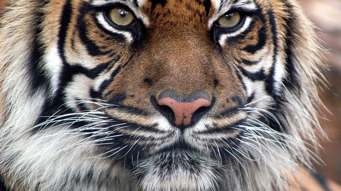 Close-up of a Tiger's Face