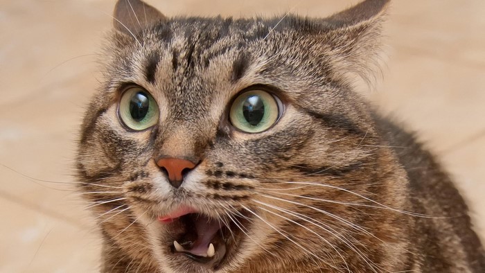 Shocked Cat Face