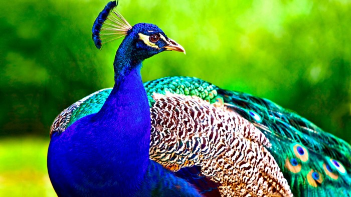 Peacock