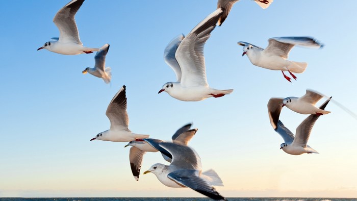 Seagulls flying in a clear blue sky