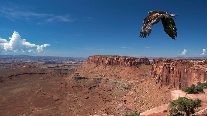 Eagle flying over Grand Canyon