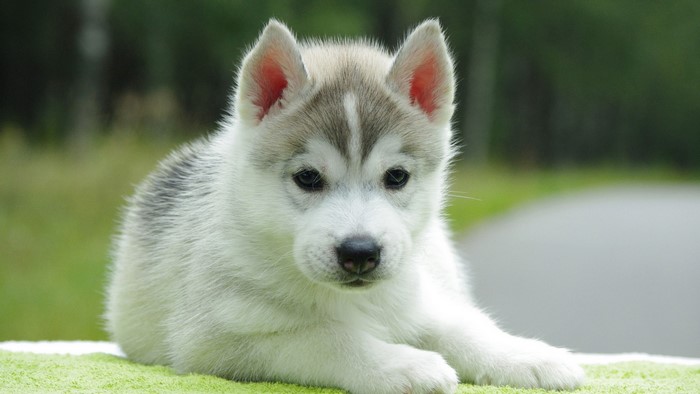 Adorable Siberian Husky Puppy Relaxing