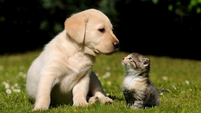 Cute Puppy and Kitten Sitting on Grass
