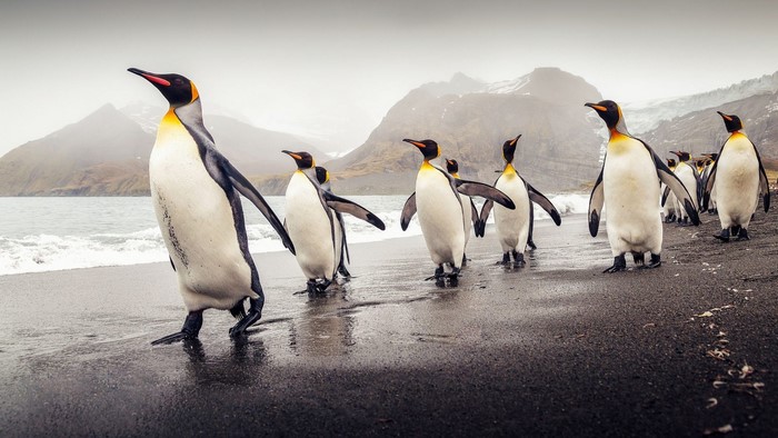 King Penguins on a Beach