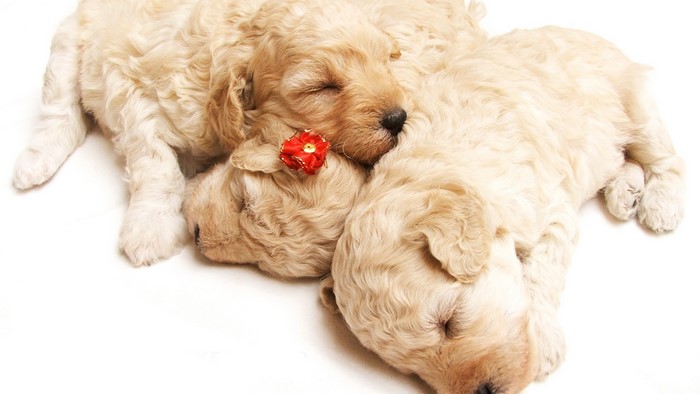 Three cute puppies sleeping together