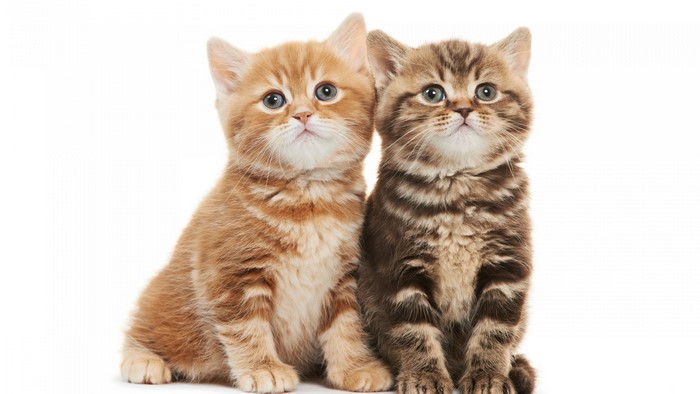 Two kittens sitting on a white background