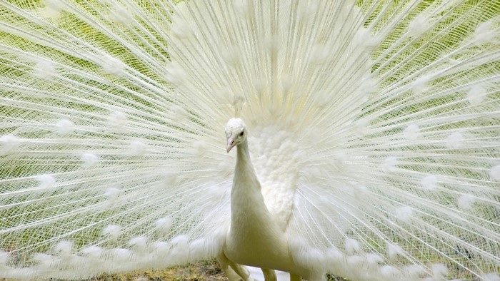 White Peacock displaying its tail feathers
