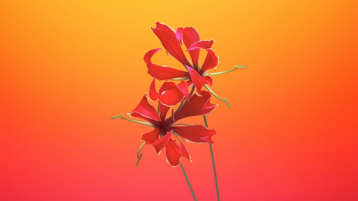 Gloriosa flowers on a gradient background