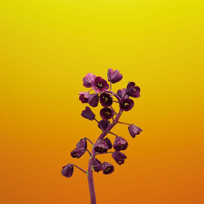 Fritillaria flower on yellow and orange gradient background