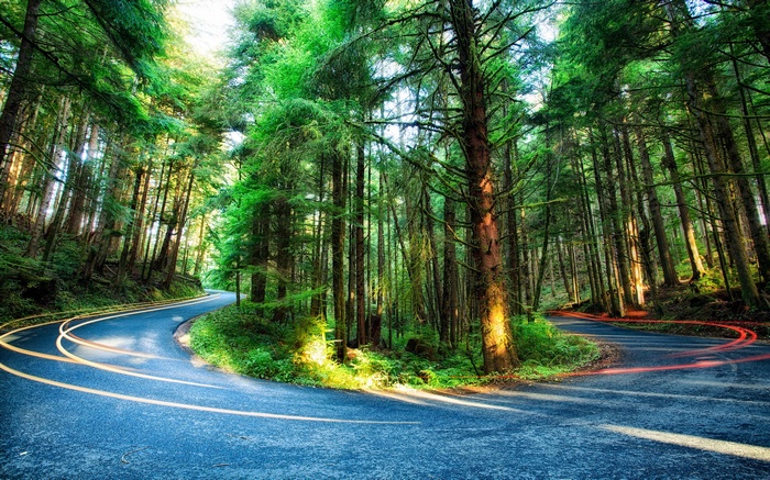 Winding road through a sunlit forest with light trails