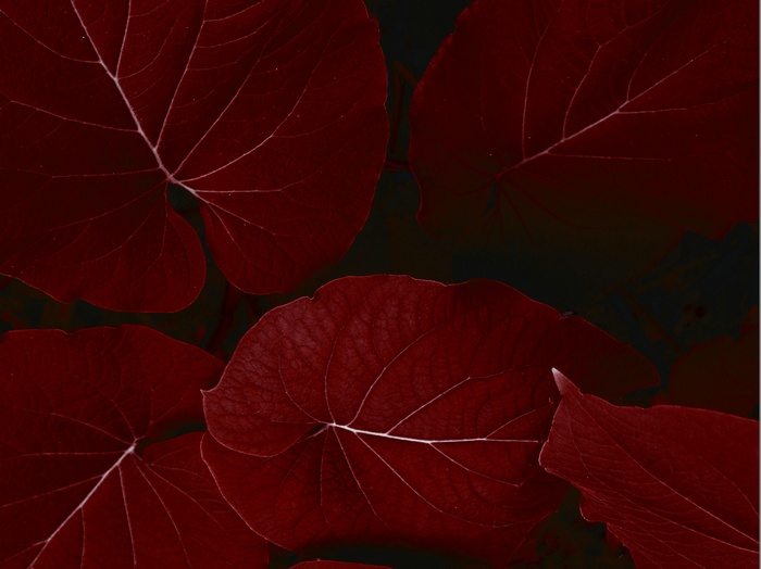 Red leaves on dark background 4K
