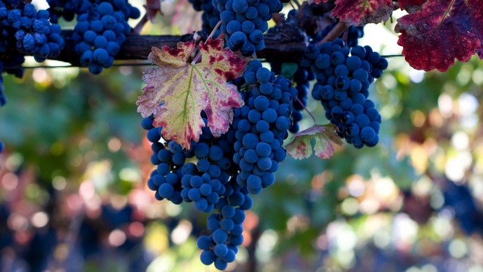Black Grapes on a Vine