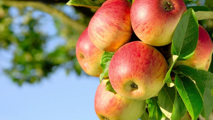 Fresh Apples on a Tree Branch