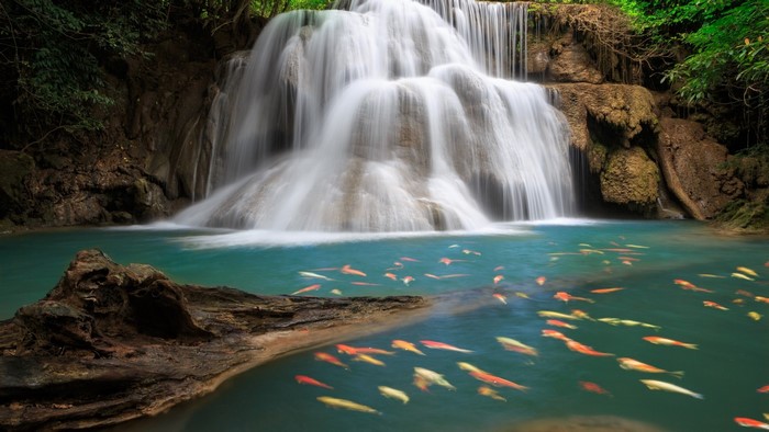 Nature Waterfall with Koi Fish