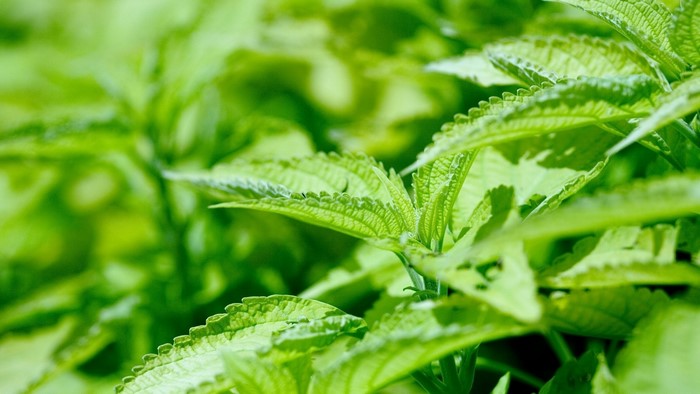 Green Leaves Close-up