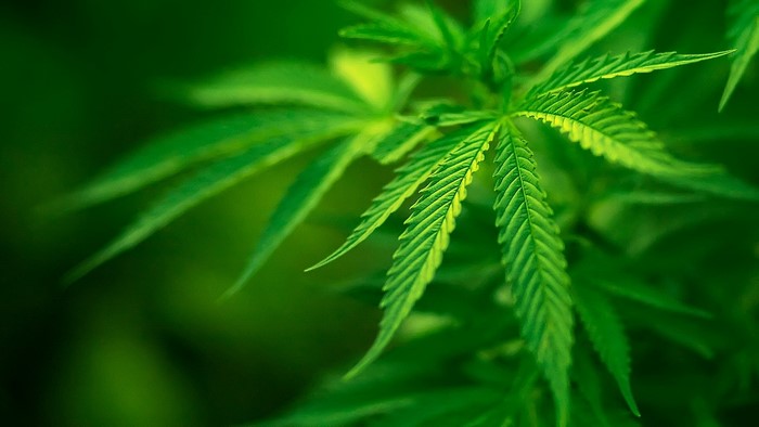 Green cannabis leaves in close-up