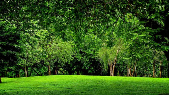 Green park with trees and grass