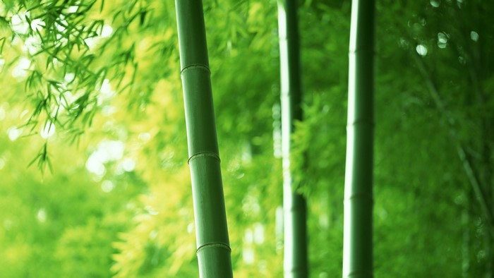 Green Bamboo Trees