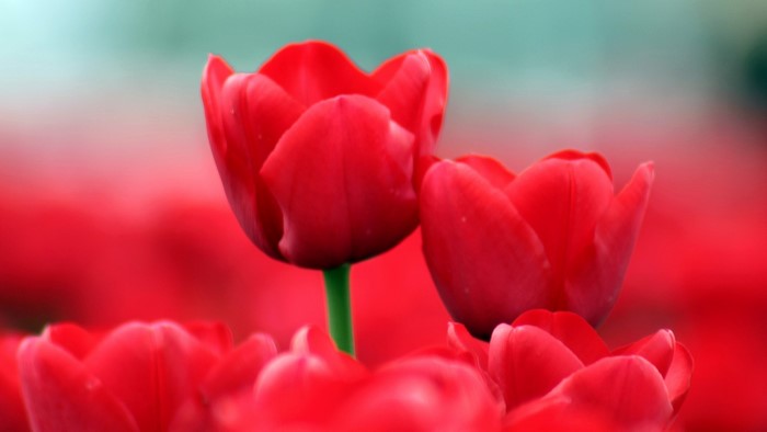 Red Tulips Field
