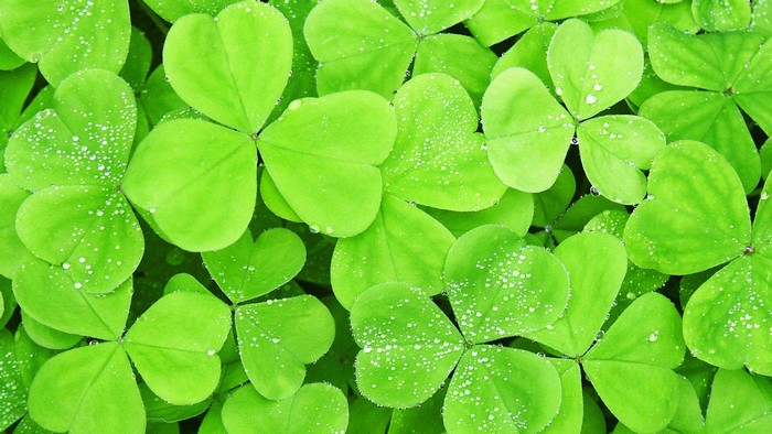 Green Shamrock Leaves with Water Droplets