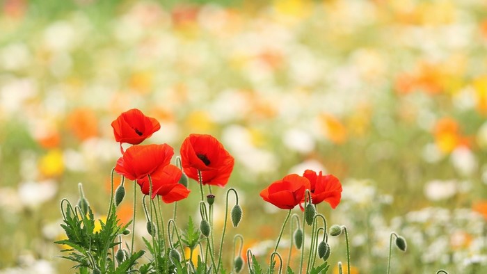 Field of Red Poppies and Wildflowers