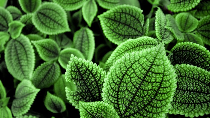 Close-up of textured green leaves with dark veins