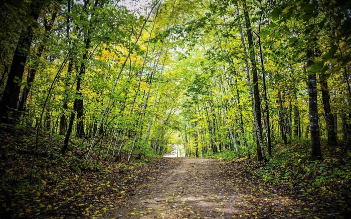 Dirt path through a sunlit forest in autumn