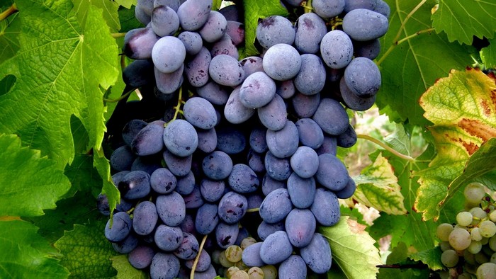 Black Grapes on the Vine