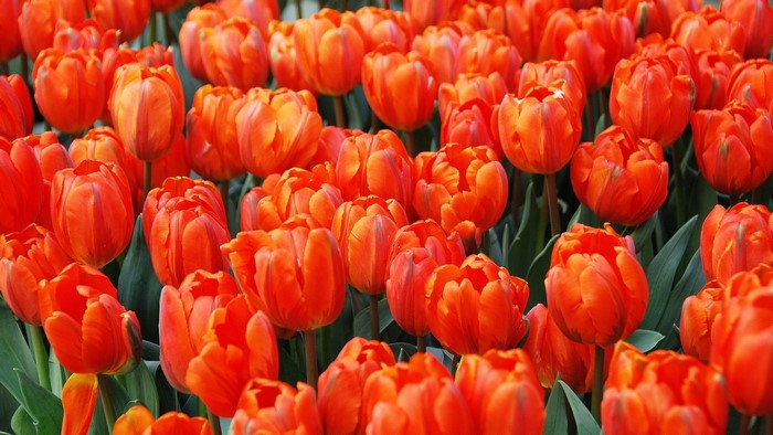 Orange Tulips Flowers