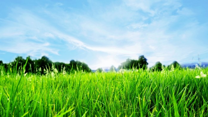 Green grass field under a blue sky