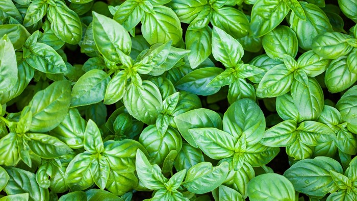 Green Basil Leaves Close-up