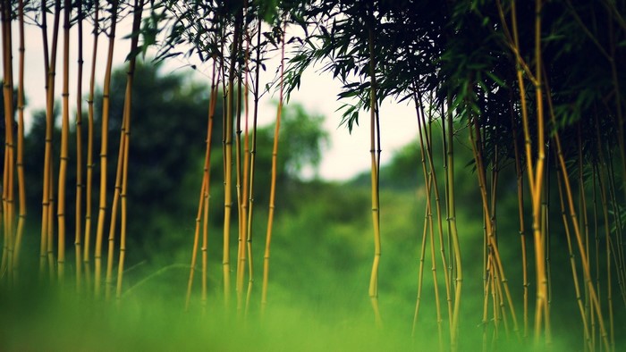 Bamboo forest with green foliage