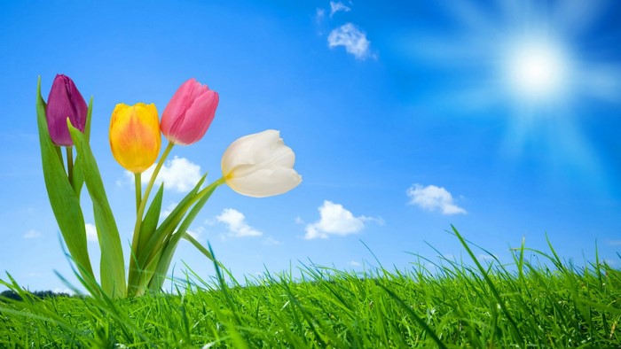 Tulips in a green field under a bright sun