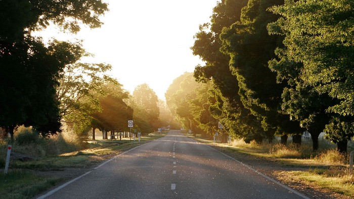 Road lined with trees at sunrise