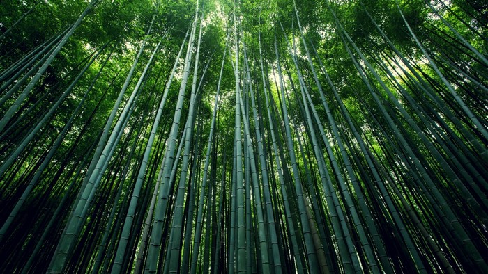 Green bamboo forest looking up