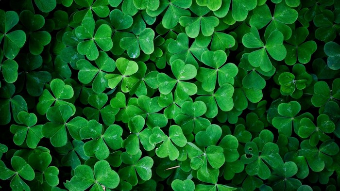 Green shamrock leaves close-up