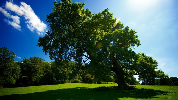 Green Tree in a Sunny Meadow