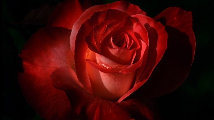 Red Rose with Water Droplets