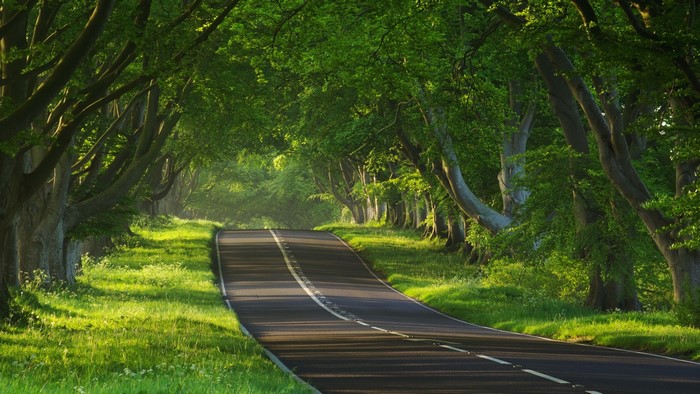 Road through a green tree tunnel
