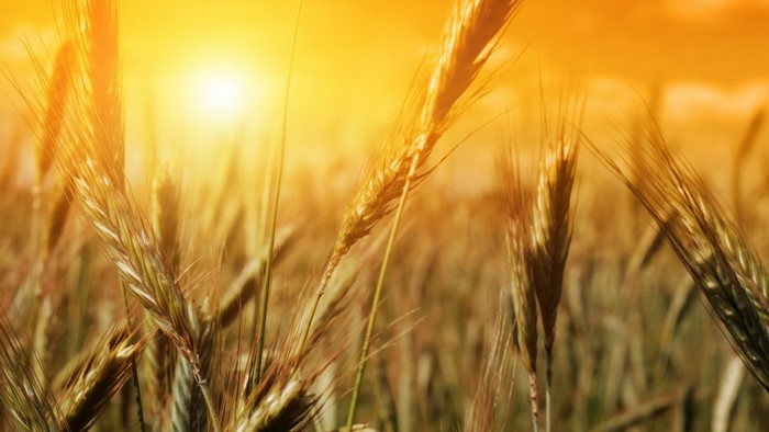 Wheat Field at Sunset