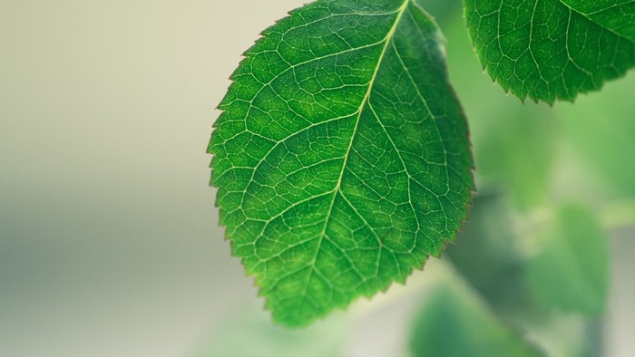 Close-up of a fresh green leaf with intricate veins