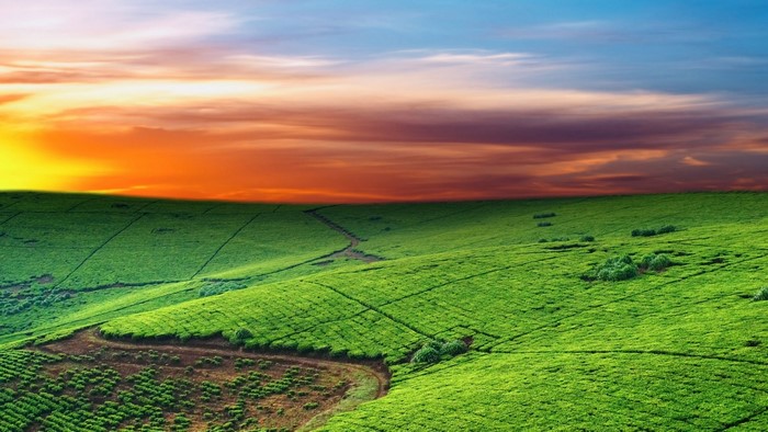 Green hills at sunset