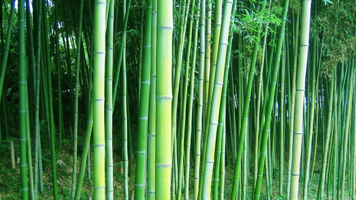 Green Bamboo Forest