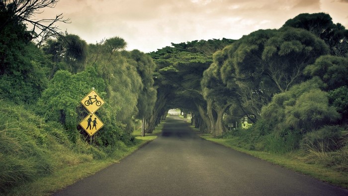 Tree tunnel road with traffic signs