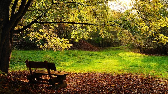 Park bench in autumn forest with fallen leaves