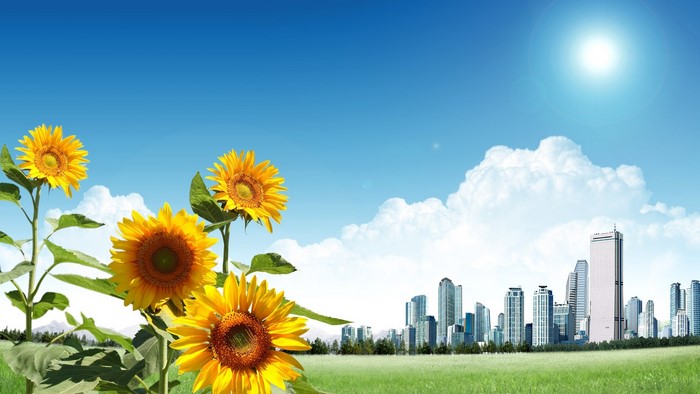 Sunflowers in front of a city skyline