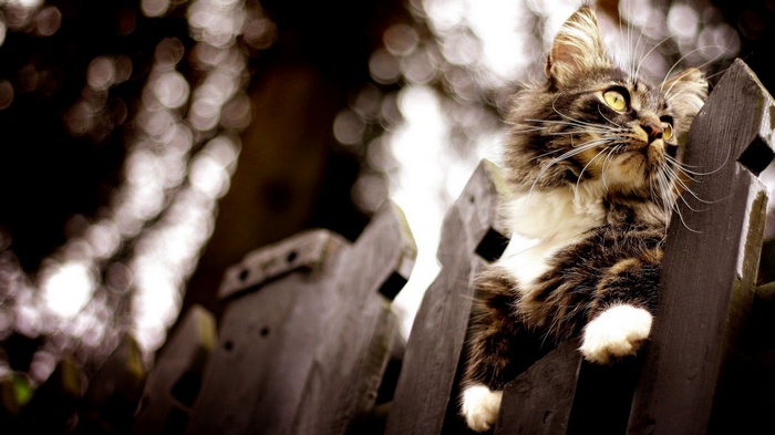 A fluffy cat sits on a wooden fence