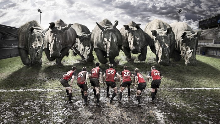 Rhinos charging at rugby players on a muddy field