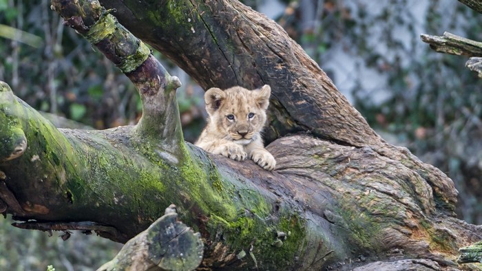 Cute Lion Cub on a Tree Branch