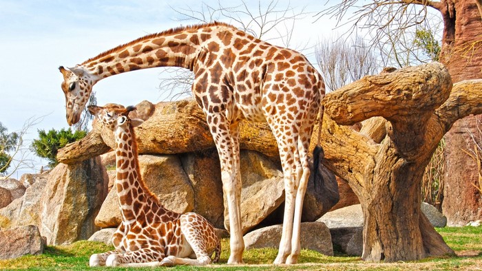 Two giraffes in a rocky enclosure